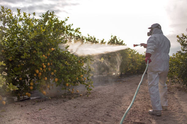 Best Termite Control Services  in Ten Mile Creek, MD