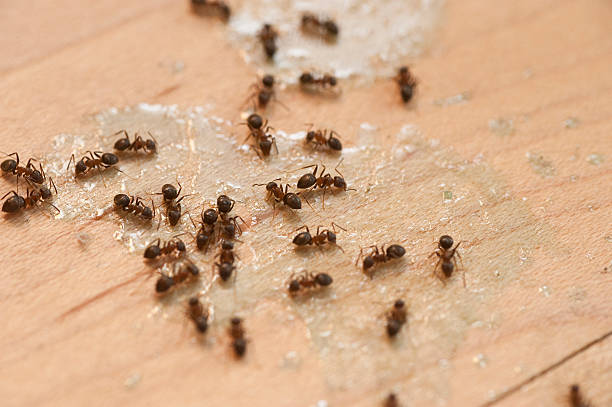 Insect Control in Ten Mile Creek, MD