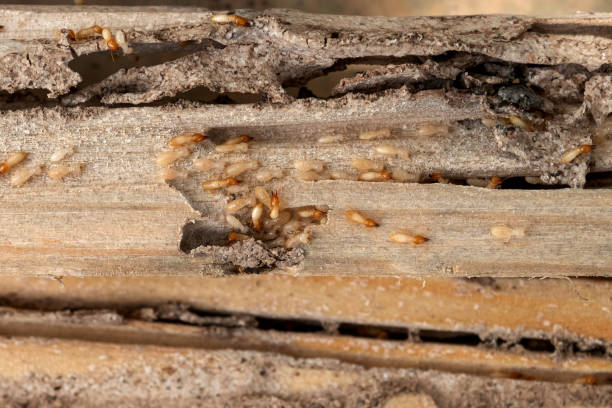Professional Pest Control in Ten Mile Creek, MD